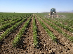 Calendarul lucrarilor agricole in luna iunie
