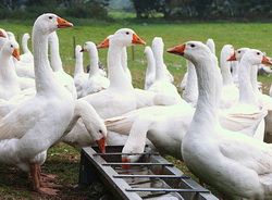 Tulburari datorate deficientelor nutritionale la palmipede