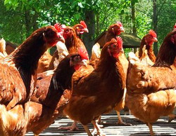 Hennovation – Inovarea bunastarii gainilor ouatoare