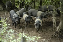 i-maiali-di-cinta-senese