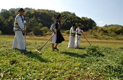 Sfaturi pentru gospodari: ”Lucrari de intretinere la lucerna”