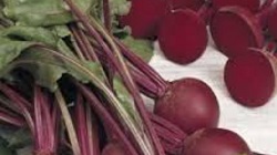 seminte-de-legume-sfecla-rosie-bikores