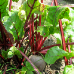 Cultura succesiva de sfecla rosie