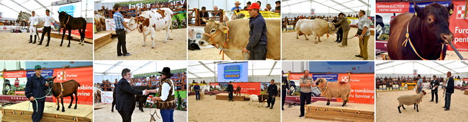 Animale de rasa - Targ de zootehnie ZEFA