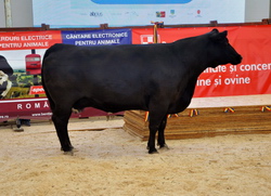 Animale de rasa MissZEFA