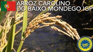 Arroz-Carolino-do-Baixo-Mondego1