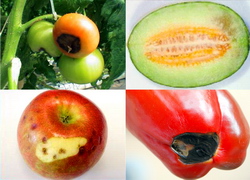 Rolul calciului in plante