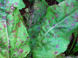 Avertizare fitosanitara: Cercosporioza la sfecla de zahar