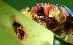 Tratamentele de combatere a Viermelui Merelor si Viermelui Prunelor