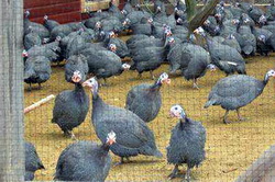 Cresterea bibilicilor pentru reproductie