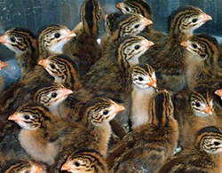 Cresterea bibilicilor pui pentru carne