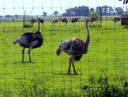 Amenajarea fermei de struti