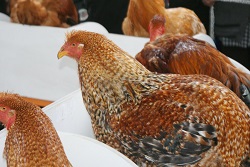 Claponii „Capão de Freamunde”