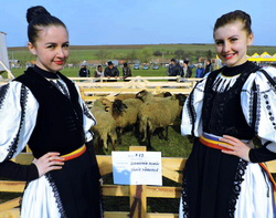 Asociatia Eco Miorita – vanzari de lapte de oaie si miei certificati ecologic