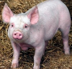 Exces de proteine la porcine