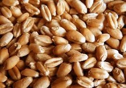 Clasele comerciale de grau