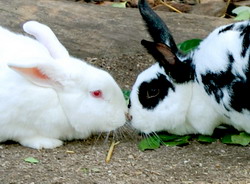 Infecunditatea la iepuri