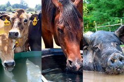 Insolatia si „socul” de caldura la animale