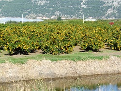 Mandarine naslovna 1912