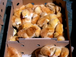 Popularea fermei halei cu pui de o zi