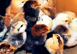 Popularea cu puicute de o zi