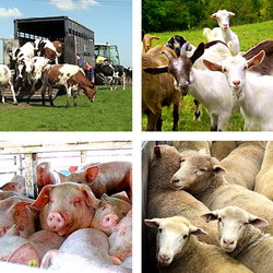 Ajutoarele si formele de sprijin acordate in zootehnie in cadrul Politicii Agricole Comune 2015-2020