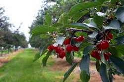 Tratamente de sezon in livezile de cires si visin