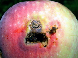 Combaterea agentilor de daunare la mar si par