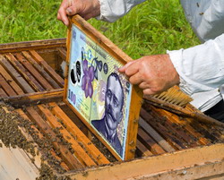 1 august, termenul limita de depunere a cererii de sprijin in cadrul Programului National Apicol 2014-2016