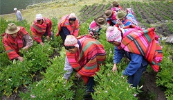 cropped-campesinos-cosechando-peru-exportacion-noticia-post2