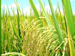 Orezul „Arroz Carolino do Baixo Mondego”