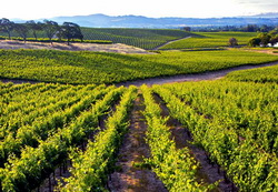 Programul National Vitivinicol 2014-2018: Finantare de 47,7 milioane de euro anual