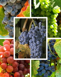 Principalele soiuri de struguri cultivate si vinurile pe care le produc