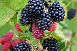 Beneficiile murelor pentru sanatate