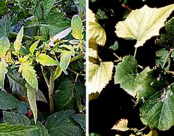 Carenta de fier la rosii ardei si vita-de-vie