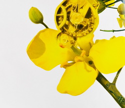 Cultura de rapita si solutii online in toamna aceasta