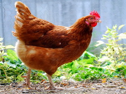 Flora microbiana din tractusul intestinal al pasarii