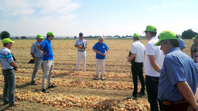 Soiuri si hibrizi de ceapa