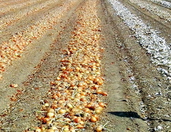 Lot demonstrativ cu hibrizi de ceapa la Ferma Simongrig, Jud. Galati