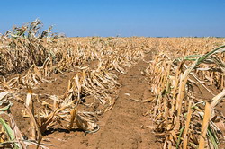 pagube agricole seceta - Satu Mare