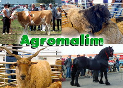 Expozitia de animale de rasa, la mare cautare in cadrul targului Agromalim 2015