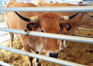 Agromalim 2015 animale de rasa 0001