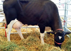 Agromalim 2015 animale de rasa 0003