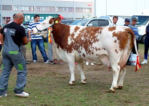 Agromalim 2015 animale de rasa 0004