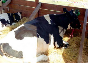 Agromalim 2015 animale de rasa 0005