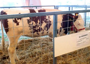 Agromalim 2015 animale de rasa 0007