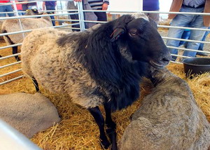 Agromalim 2015 animale de rasa 0009