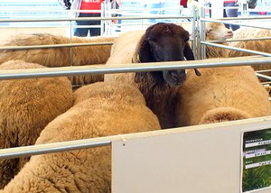 Agromalim 2015 animale de rasa 0010