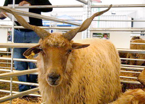 Agromalim 2015 animale de rasa 0013