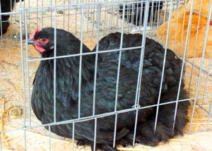 Agromalim 2015 animale de rasa 0014